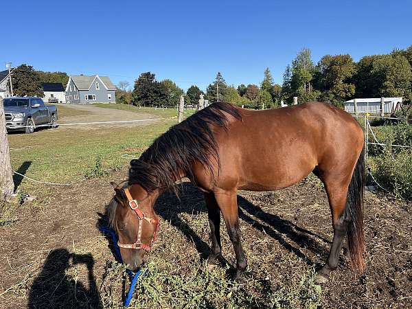 filly
