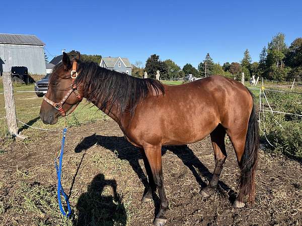 bay-athletic-show-horse