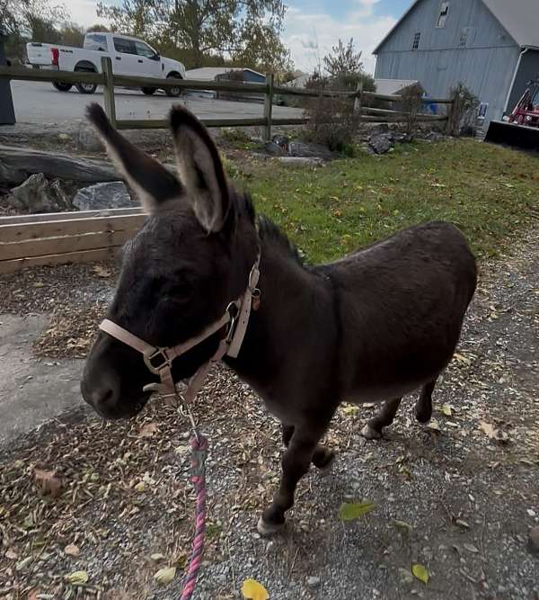 dun-w-blk-points-donkey-gelding