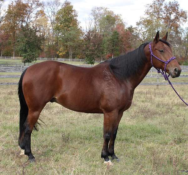 152-hands-quarter-horse