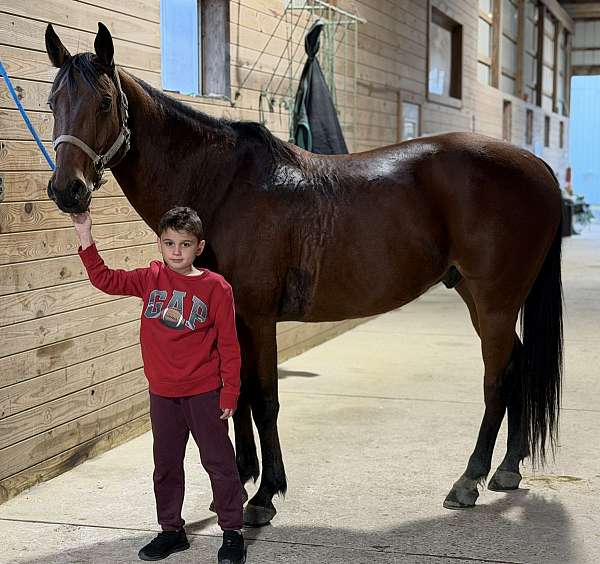 8-years-old-quarter-horse