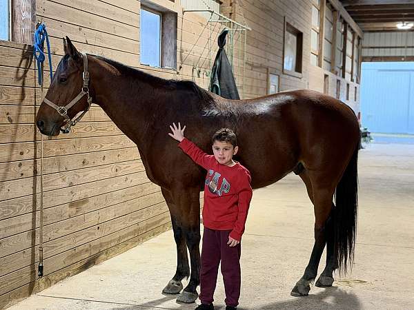 old-lady-broke-quarter-horse
