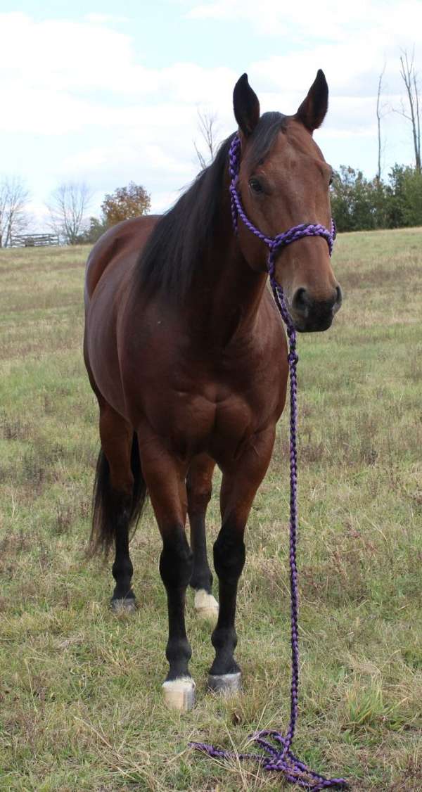 8-years-old-horse