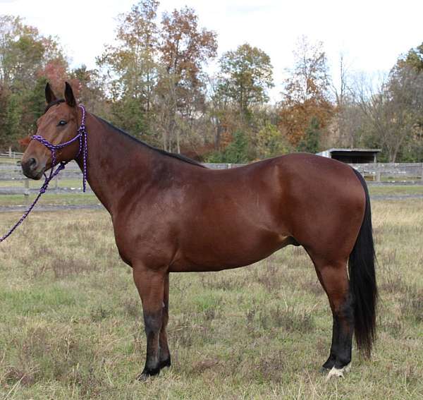 old-lady-broke-horse