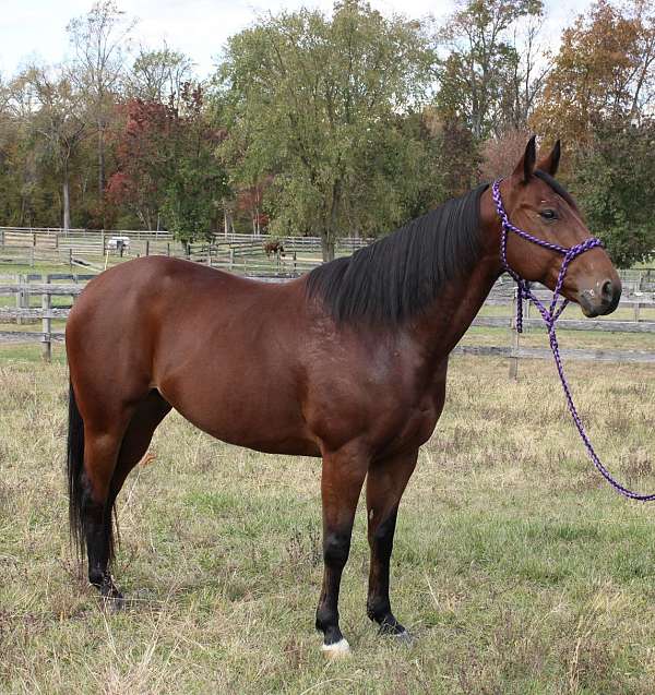 152-hands-gelding