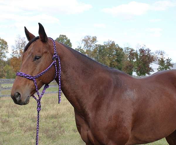 8-years-old-gelding