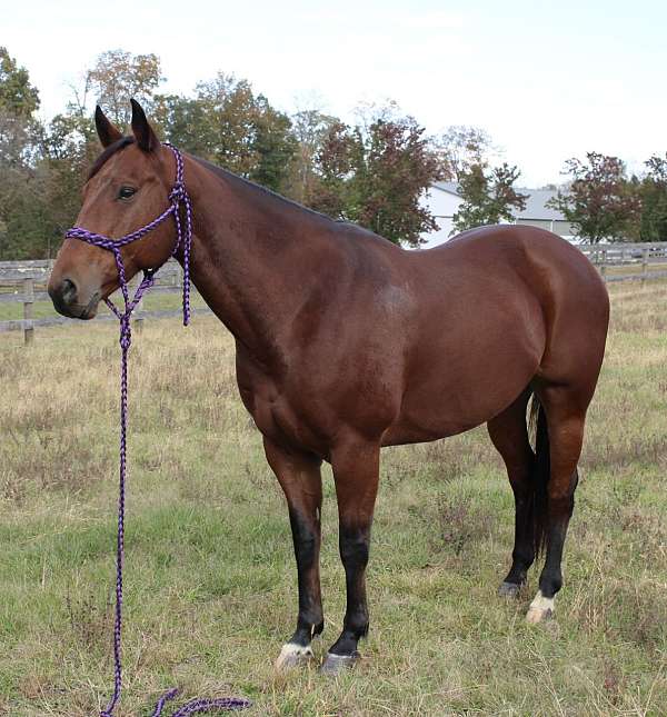 old-lady-broke-gelding