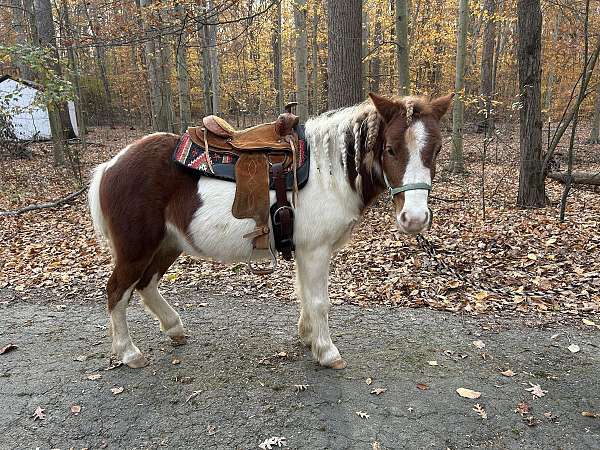 blaze-pinto-markings-pony