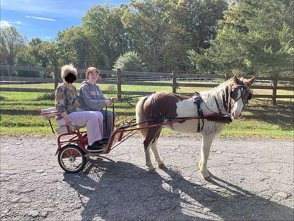 pinto-blaze-markings-pony