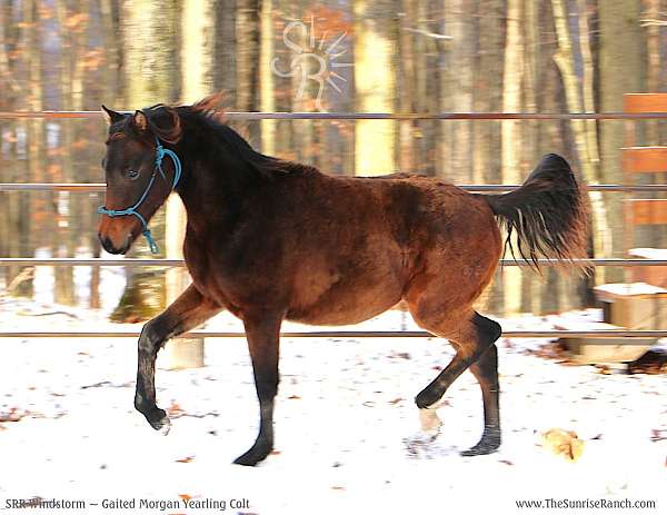 morgan-colt