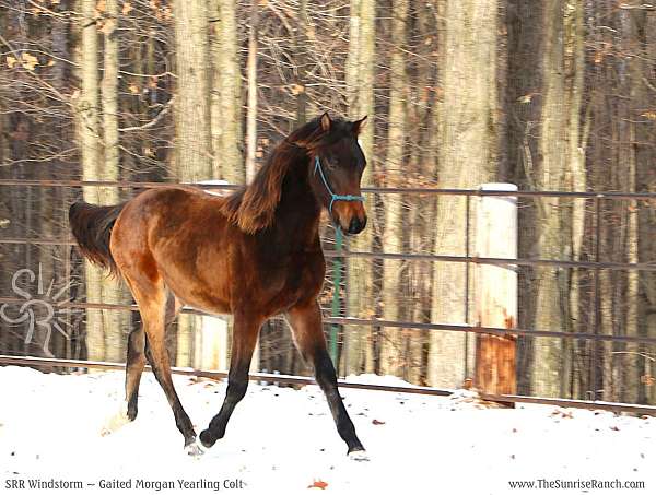morgan-horse-for-sale