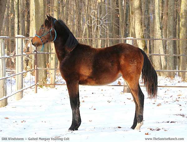 morgan-horse