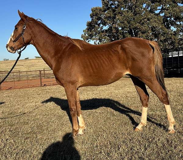 sorrel-beginner-horse
