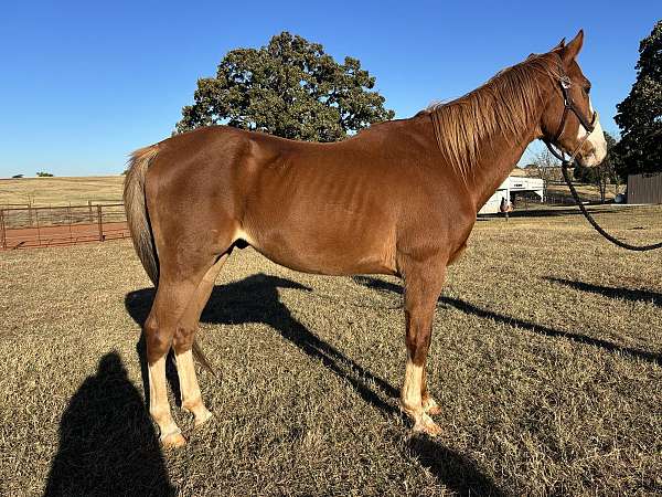 gelding