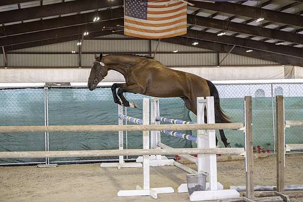 experience-irish-draught-horse