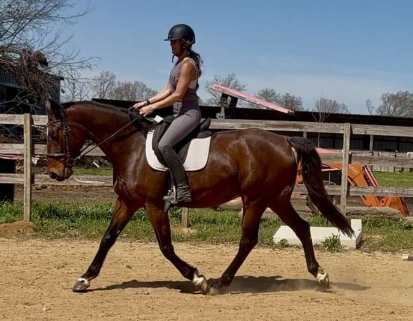 derby-irish-draught-horse