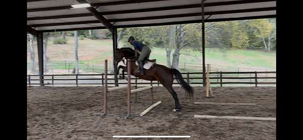 consistent-irish-draught-horse