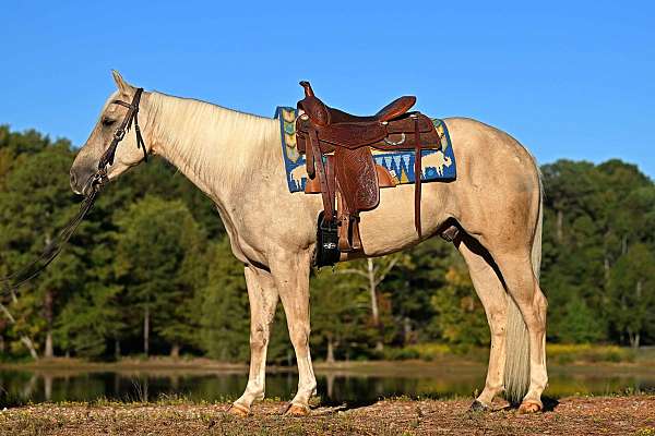 kid-safe-quarter-horse