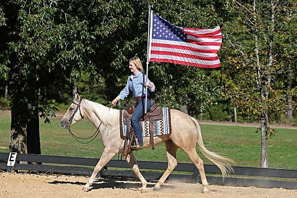 aqha-quarter-horse