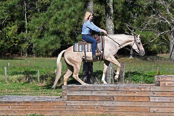 gentle-quarter-horse