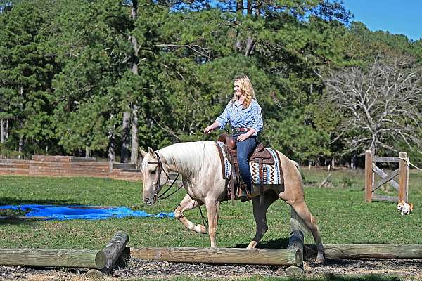 all-around-quarter-horse