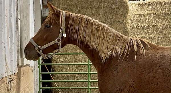 amateur-trakehner-horse