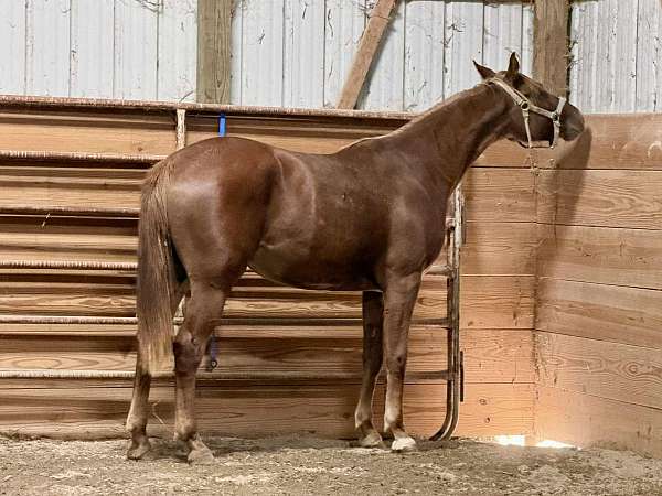 around-trakehner-horse