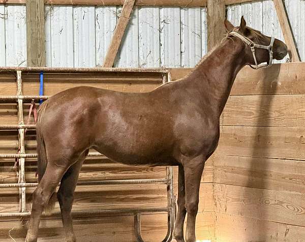 balanced-trakehner-horse