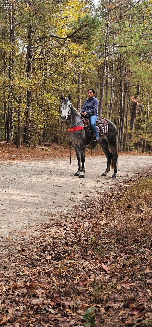 grey-horse-tennessee-walking