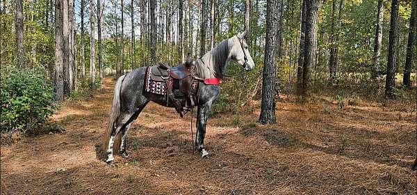 see-pictures-horse