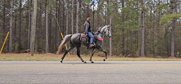 grey-see-pictures-horse