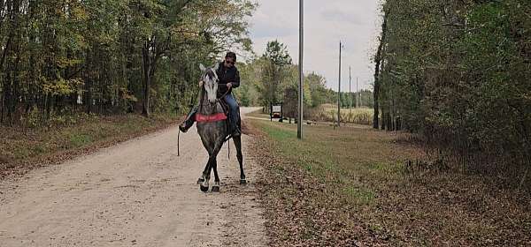 trail-tennessee-walking-horse