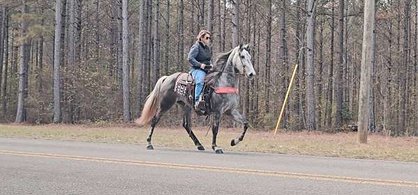 trail-riding-tennessee-walking-horse