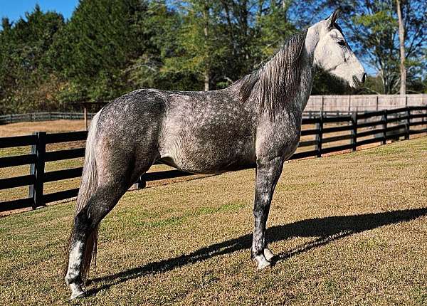 family-friendly-tennessee-walking-horse