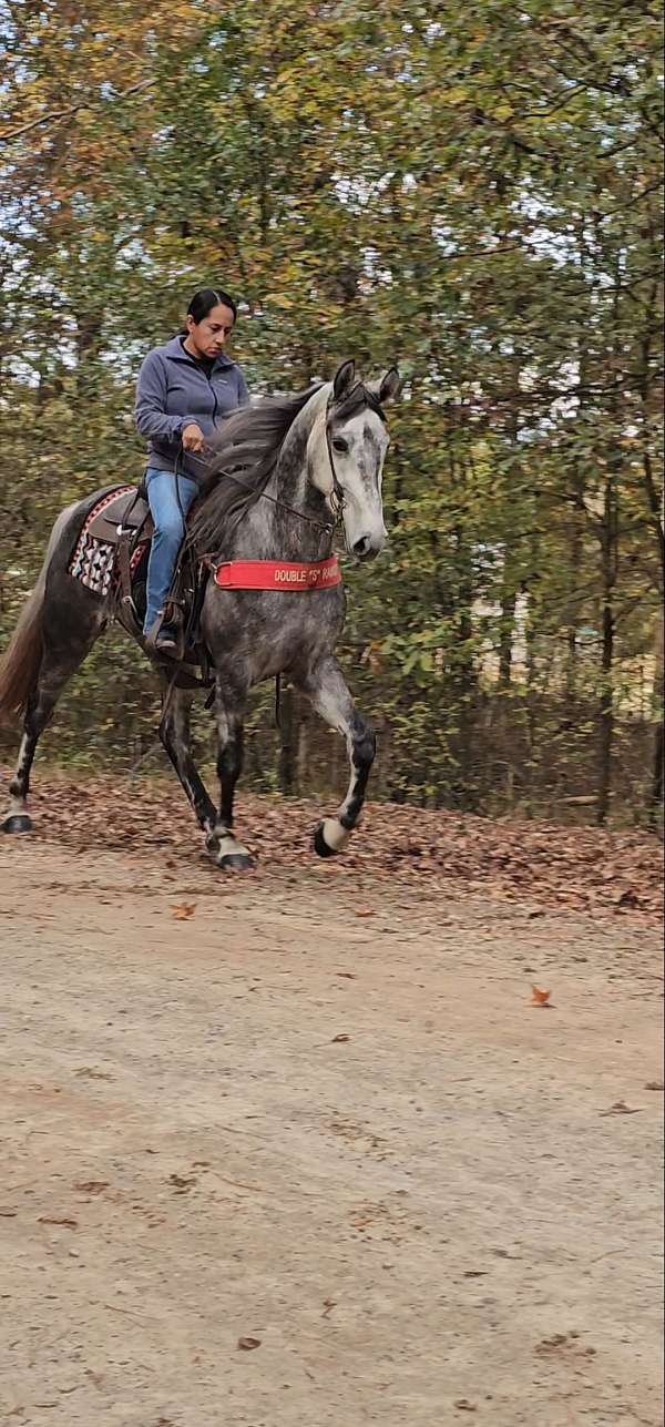 gentle-tennessee-walking-horse