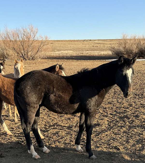 quarter-horse
