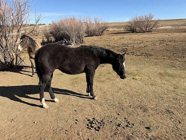 quarter-horse-for-sale