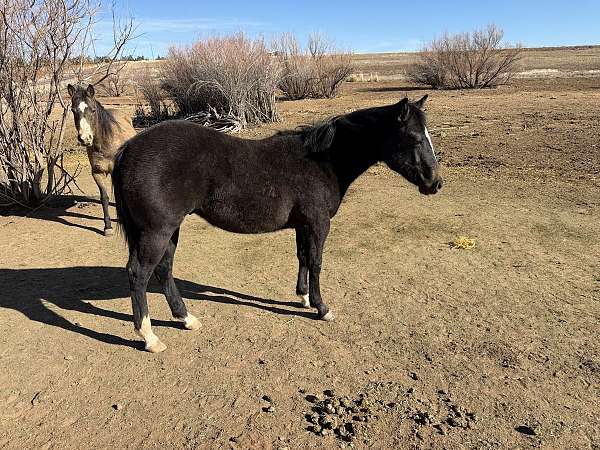 quarter-horse-colt