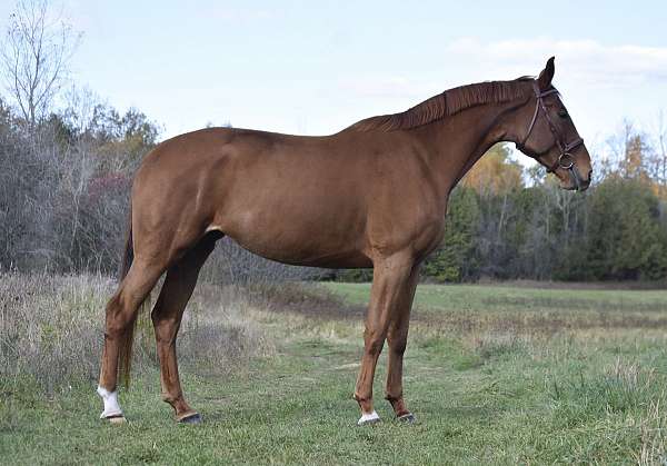 show-jump-westphalian-horse