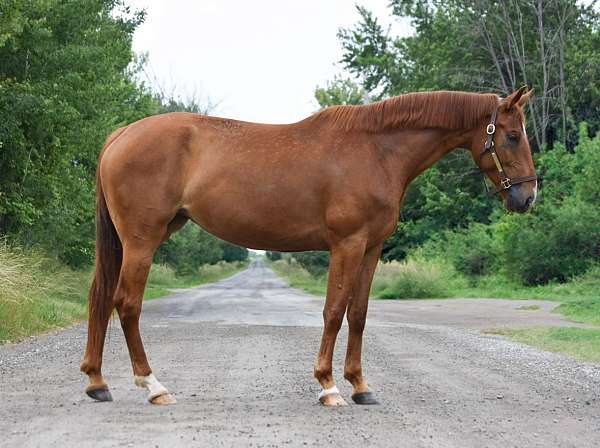 barefoot-westphalian-horse