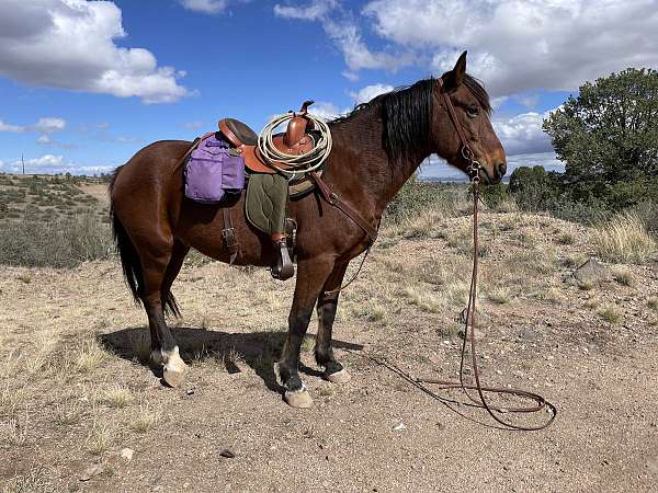 all-around-mustang-horse