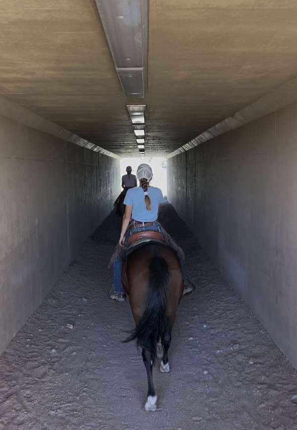 natural-horsemanship-training-mustang-horse