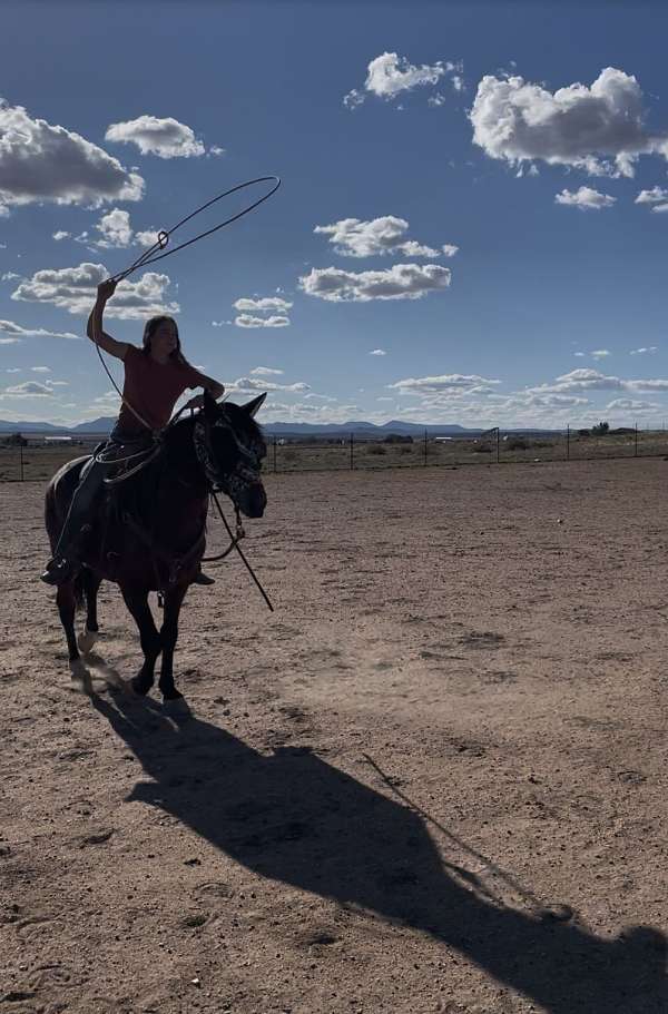 ridden-western-mustang-horse