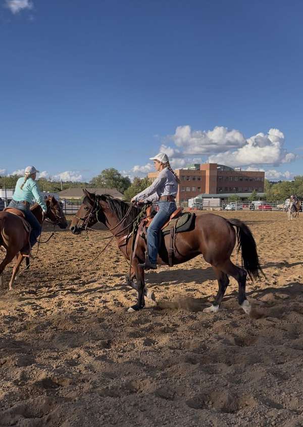 trail-mustang-horse