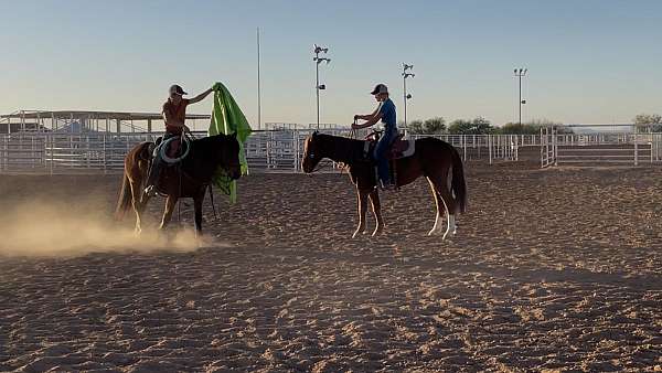all-around-mustang-horse
