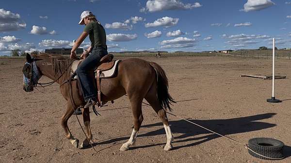athletic-mustang-horse