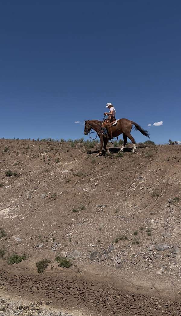 beginner-mustang-horse