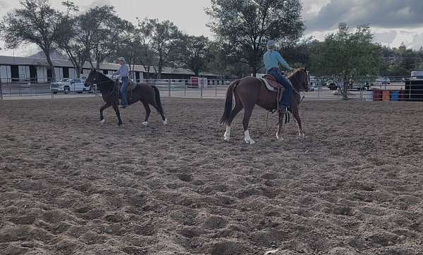 kid-safe-mustang-horse