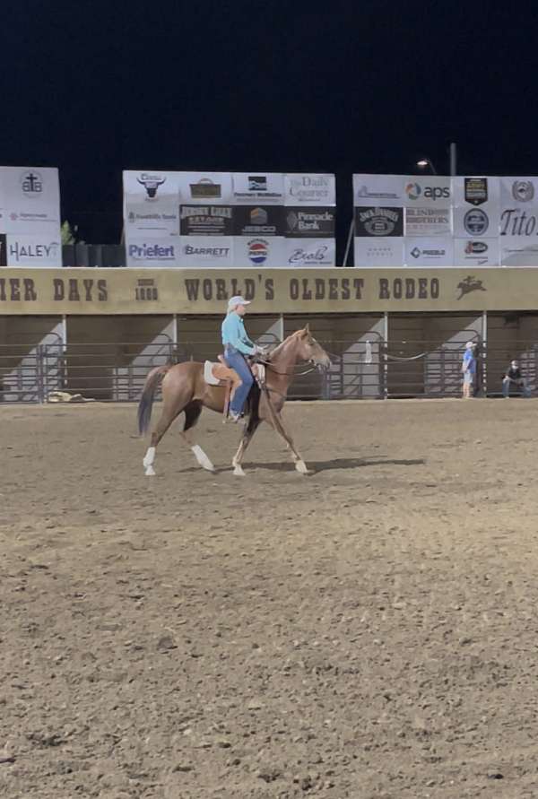 natural-horsemanship-training-mustang-horse