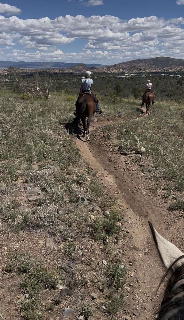 ranch-mustang-horse